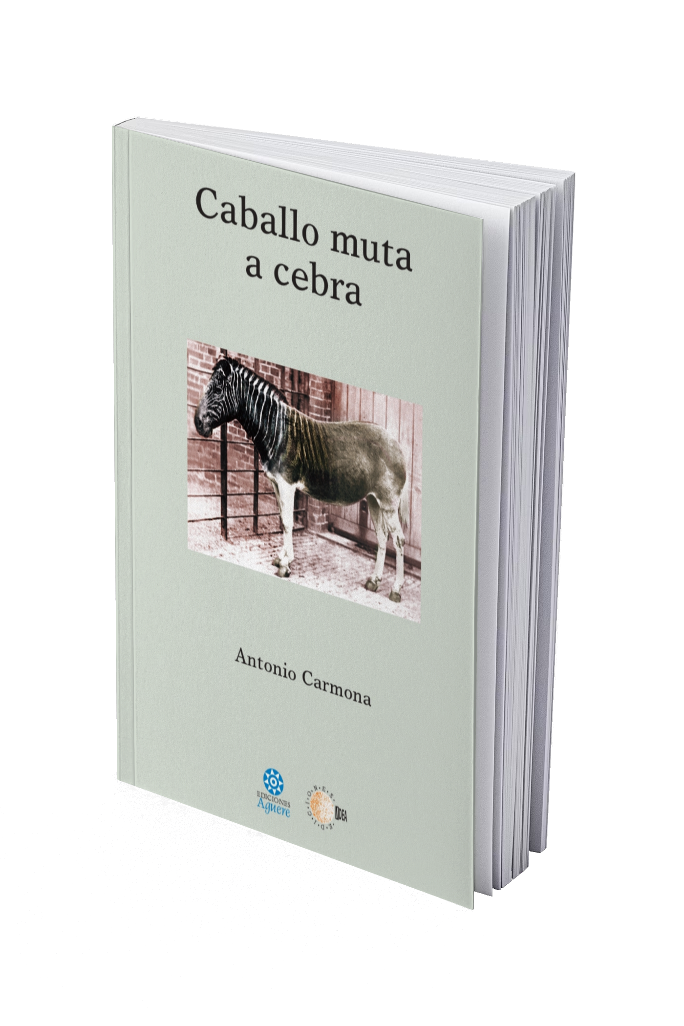Caballo muta a cebra